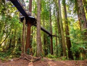 Redwoods Tree walk